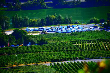 Weinberge in Zell ander Mosel