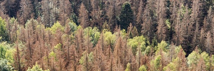Panorama of the dead dry forest in Germany. Bark beetle calamity. Environmental disaster