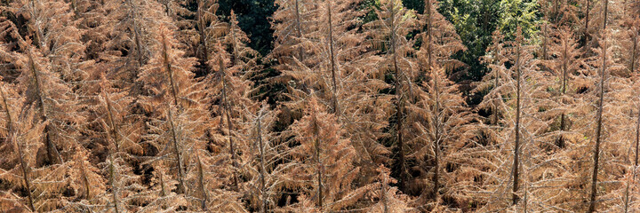 Panorama of the dead dry forest in Germany. Bark beetle calamity. Environmental disaster