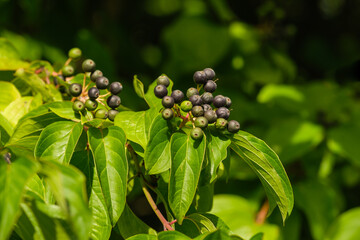 Obraz premium Nahaufnahme von Beeren / unreifen Früchten der giftigen Gartenpflanze Hartriegel (lat.: Cornus)