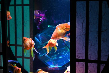 葛西臨海水族園 のテングダイ Wall Mural Wallpaper Murals Y1 葛西臨海水族園 のテングダイ Wall Mural Wallpaper Murals Y1