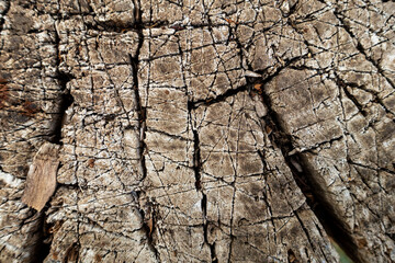 Old Stump Structure as Wooden Background for Creativity. Detailed Texture of Old Rotten Stump of Felled Tree
