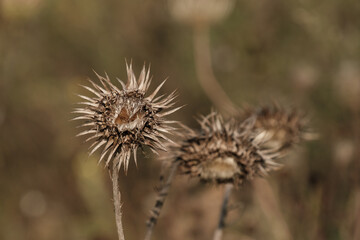 Verblühte Disteln / Wildblumen