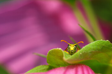 I see YOU! Feldwespe