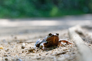 Frog on the path