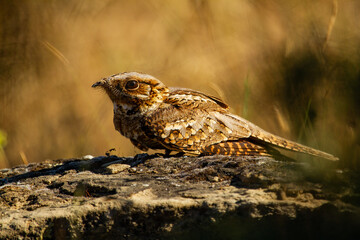 Brown bird on rock with yellowish background