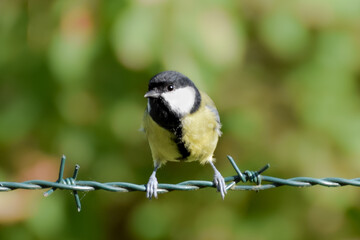 Fototapeta premium Great tit on barbed wire