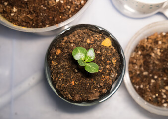 Indoor plants growing in organic soil.