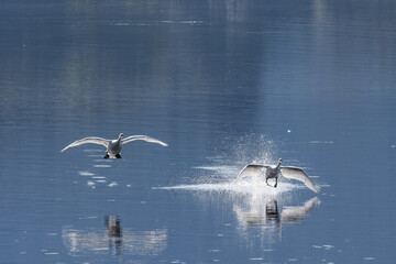 Two white swans landing in the water