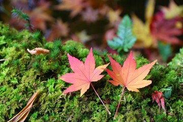 Japanese maple leaves autumn color