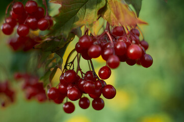 red currant berries