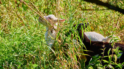 Obraz premium Domestic goats graze on pasture on sunny day. Goats crawling on a meadow. Goat eating grass on green meadow. color