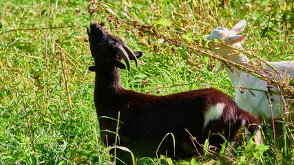 Domestic goats graze on pasture on sunny day. Goats crawling on a meadow. Goat eating grass on green meadow. color