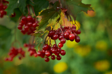 Viburnum berries on branches close-up in autumn