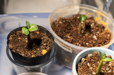 Indoor plants growing in organic soil.