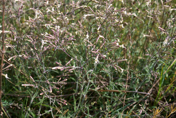 Silene italica