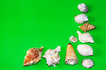 seashells in green background with copy space for your own message, natural shell photography