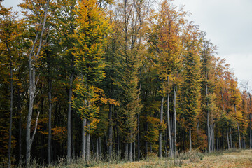 Picturesque autumn landscape with colourful bright forest.