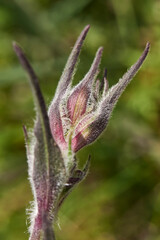 Silene italica