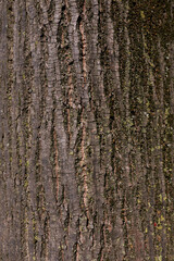 Tilia cordata bark