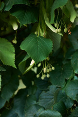 Tilia cordata