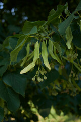 Obraz premium Tilia cordata