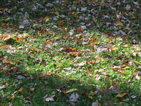 Fall leaves on the ground