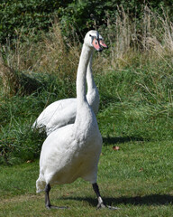 Obraz premium Swan on grass close-up photo