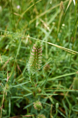 Trifolium angustifolium