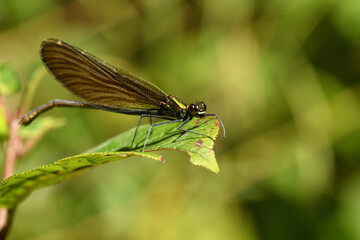 Willow emerald damselfly  lurks for prey on the grass by the river