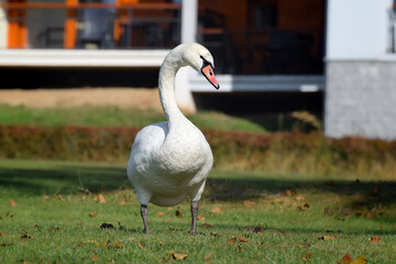 Swan on grass close-up photo