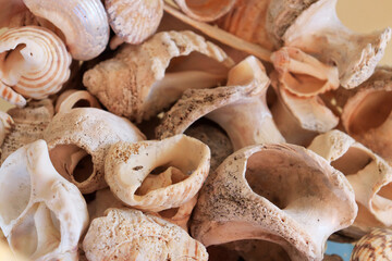 sea shells with copy space for your own text, natural shells photography