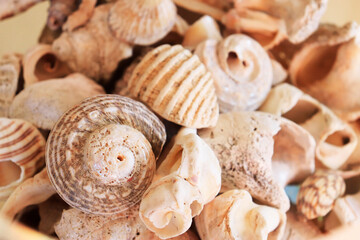 sea shells with copy space for your own text, natural shells photography