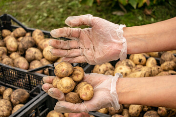 She goes through the collected potatoes with his hands.