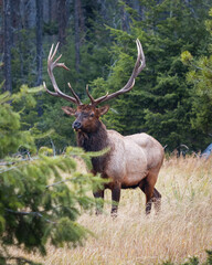 Naklejka na ściany i meble A bull elk at the side of the road in Jasper, Alberta, Canada