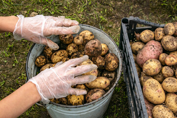 She goes through the collected potatoes with his hands.