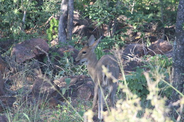Photo Taken in Kruger National Park
