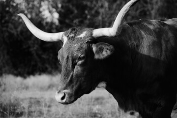 Texas longhorn cow portrait in black and white, large horns.