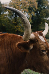 Closeup of Texas longhorn cow horns.