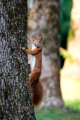 Eichhörnchen im Herbst mit Haselnuss auf Baum