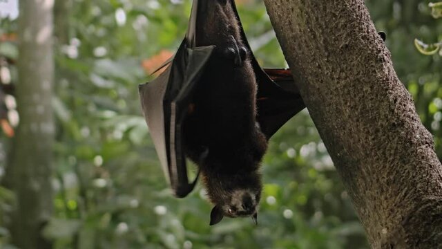 A black flying fox hangs upside down holding on to a tree in its usual habitat in a forest