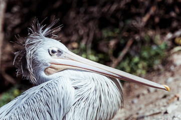 Portrait d'un grand oiseau marin pélican gris