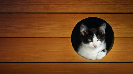 View of a European cat from a wooden house