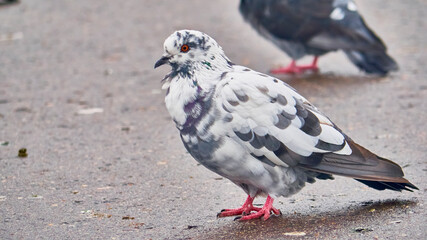 Portrait of a common white pigeon. color