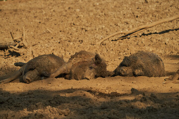 Fototapeta premium three wool pigs in the wallow