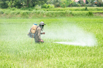 
Farmers are using sprayer in rice fields