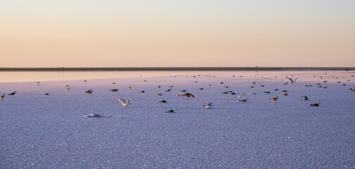 Seagull birds on sunset Genichesk pink extremely salty lake (colored by microalgae with crystalline salt depositions), Ukraine.