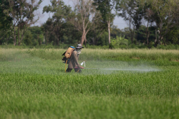 
Farmers are using sprayer in rice fields