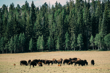 Buffalos in front of the wood with lots of trees