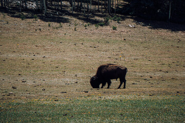 buffalo grazing in the field near a forest near the Grand Canyon in the United States